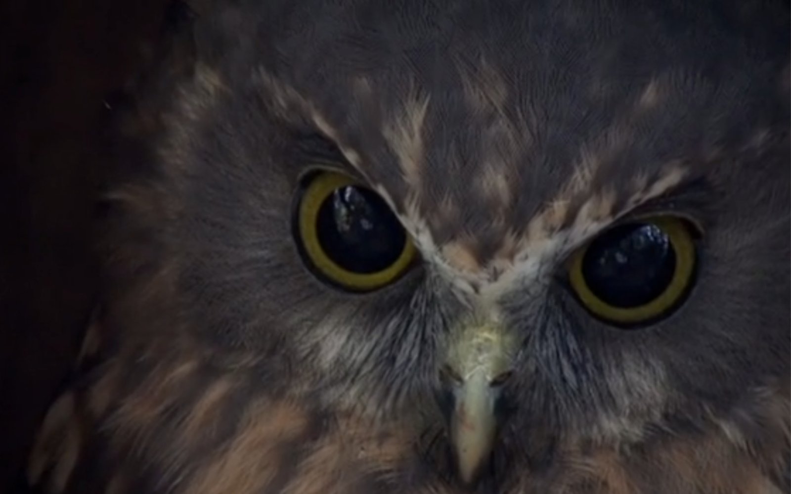 Denise Batchelor_ Into The Open | NZ Festival of the Arts.jpg